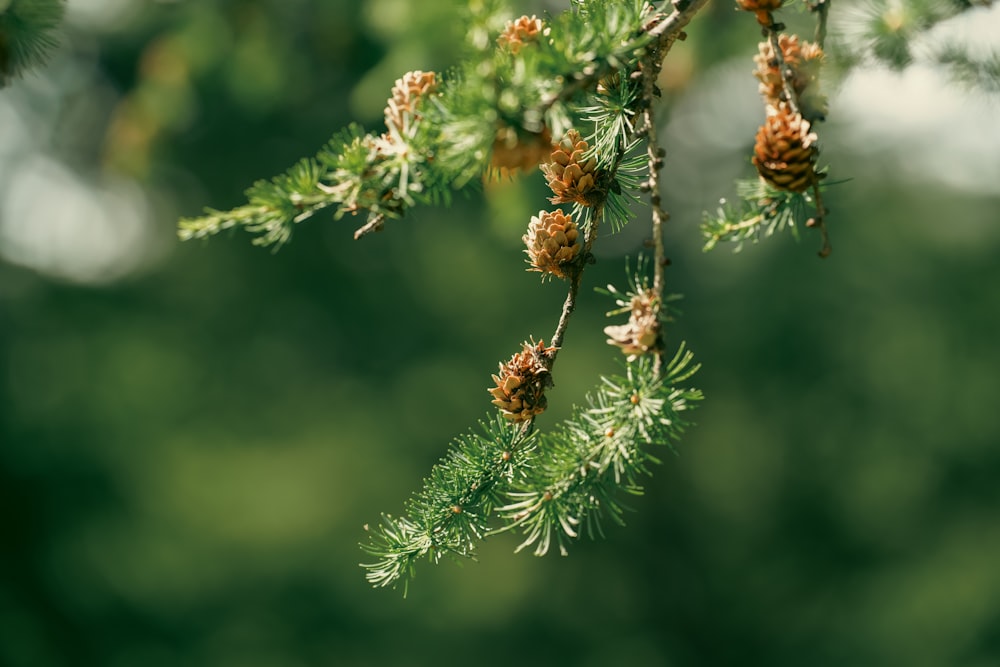 a branch of a pine tree with cones on it