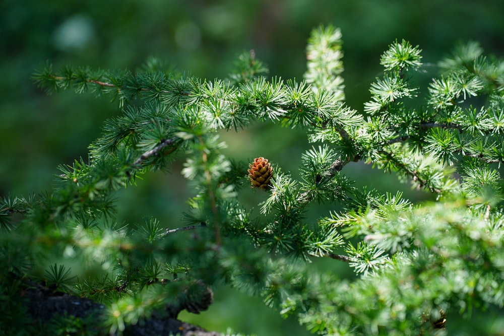 a pine cone sitting on top of a tree branch