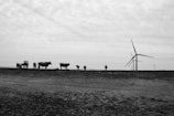 A group of cows stands on a flat, barren landscape under a cloudy sky. In the background, several large wind turbines are visible on the horizon, suggesting a blend of agriculture and renewable energy.