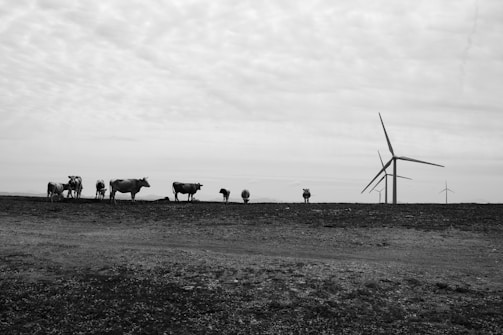 A group of cows stands on a flat, barren landscape under a cloudy sky. In the background, several large wind turbines are visible on the horizon, suggesting a blend of agriculture and renewable energy.