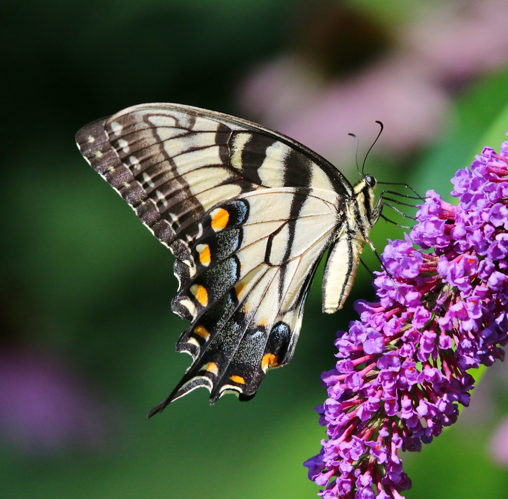 a butterfly that is sitting on a flower