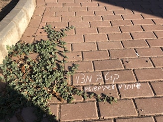 A brick sidewalk partially covered by green plants, with some white graffiti or text written on the bricks near the plants. A curved concrete curb separates the sidewalk from a dirt area.