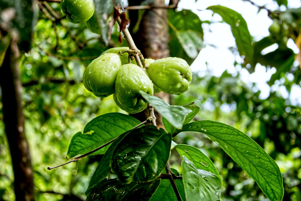 a tree filled with lots of green fruit