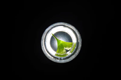 Close-up of a vibrant Alocasia leaf in a semi-hydroponic glass container.