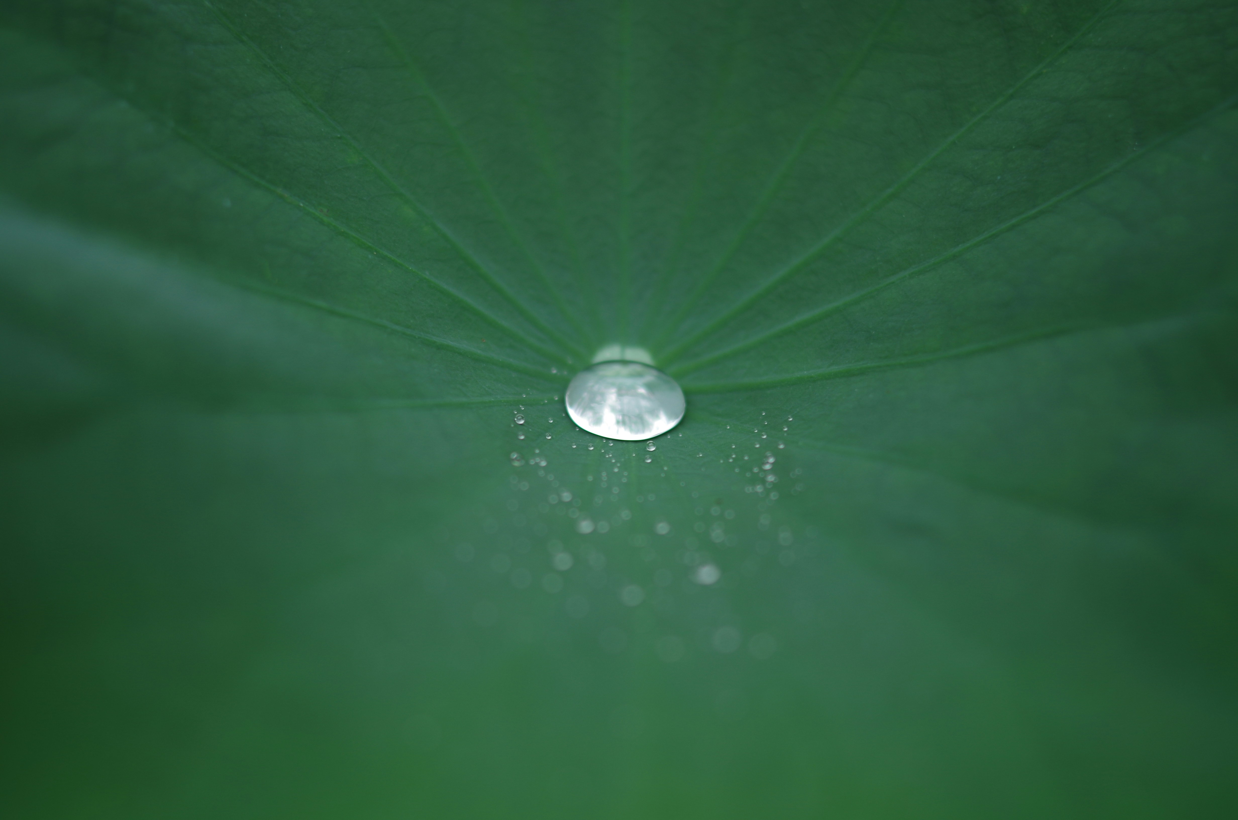 a drop of water sitting on top of a green leaf