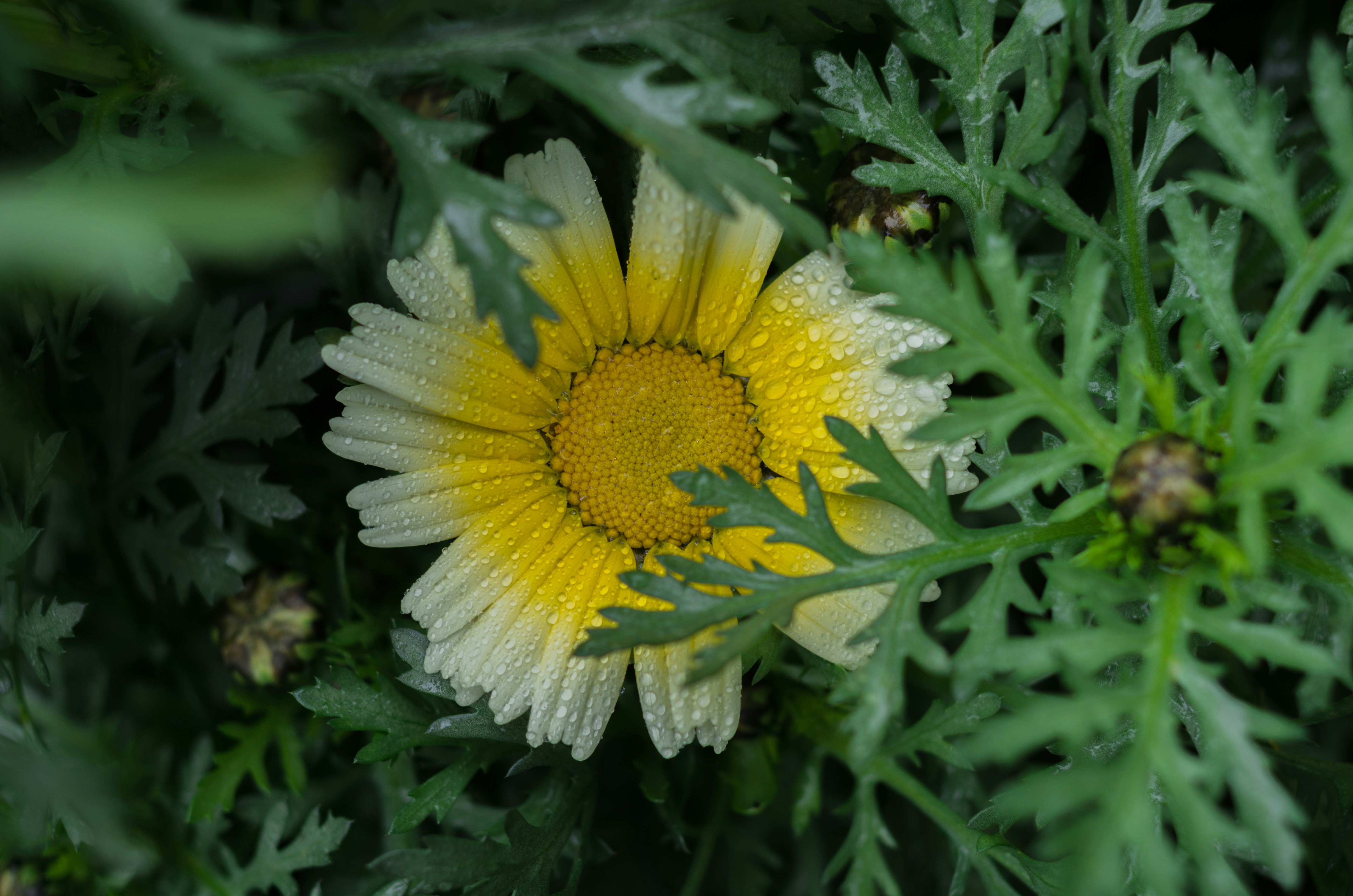 Image of a yellow flower with dew on the petals.