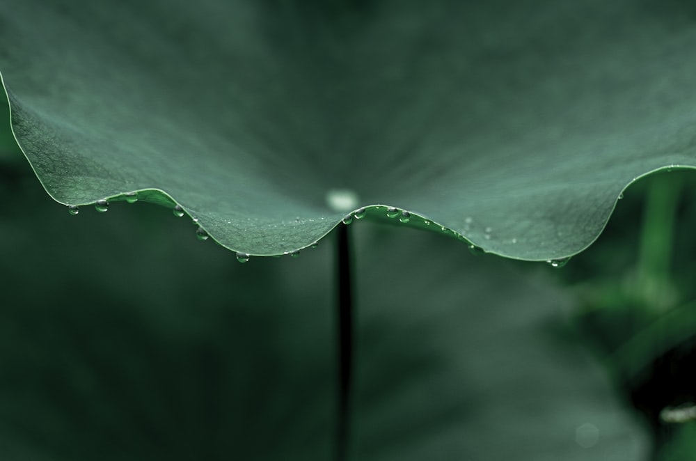 une grande feuille verte avec des gouttelettes d’eau dessus