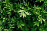 Bright green tulsi leaves glistening with morning dew.