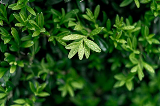 Close-up of fresh patchouli leaves glistening with morning dew in a lush Indonesian farm.