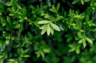 Bright green herbal leaves glistening with morning dew in a sunlit garden.