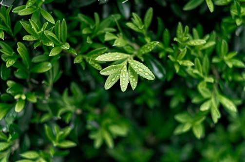 Fresh green coffee leaves with morning dew glistening under soft sunlight.