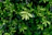 Bright green stevia leaves freshly harvested with morning dew drops.