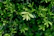 Bright green stevia leaves freshly harvested with morning dew drops.