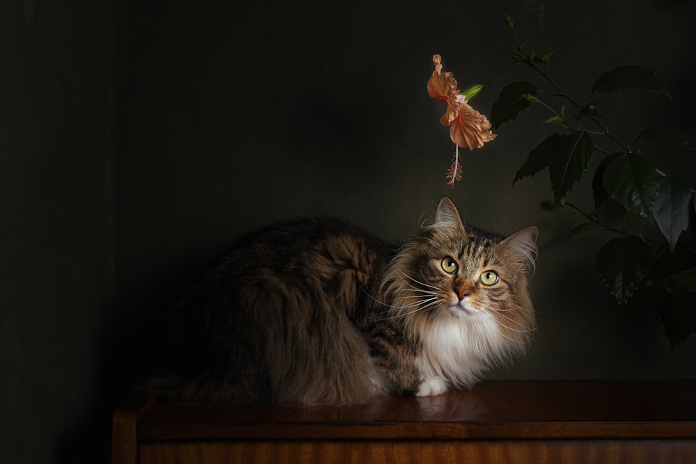 a cat sitting on top of a wooden table next to a potted plant