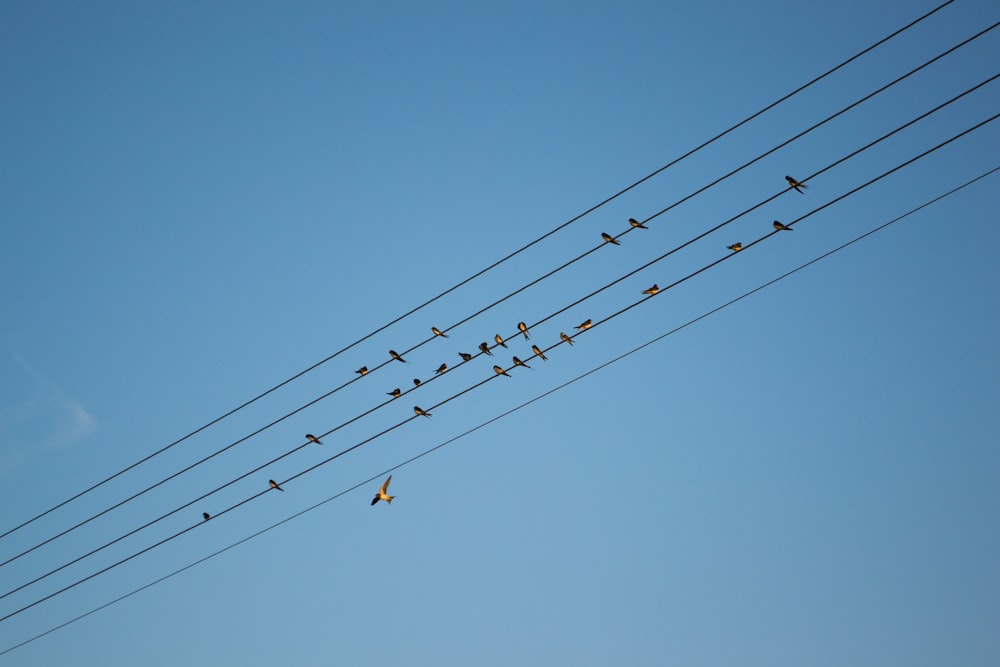 a flock of birds sitting on top of power lines