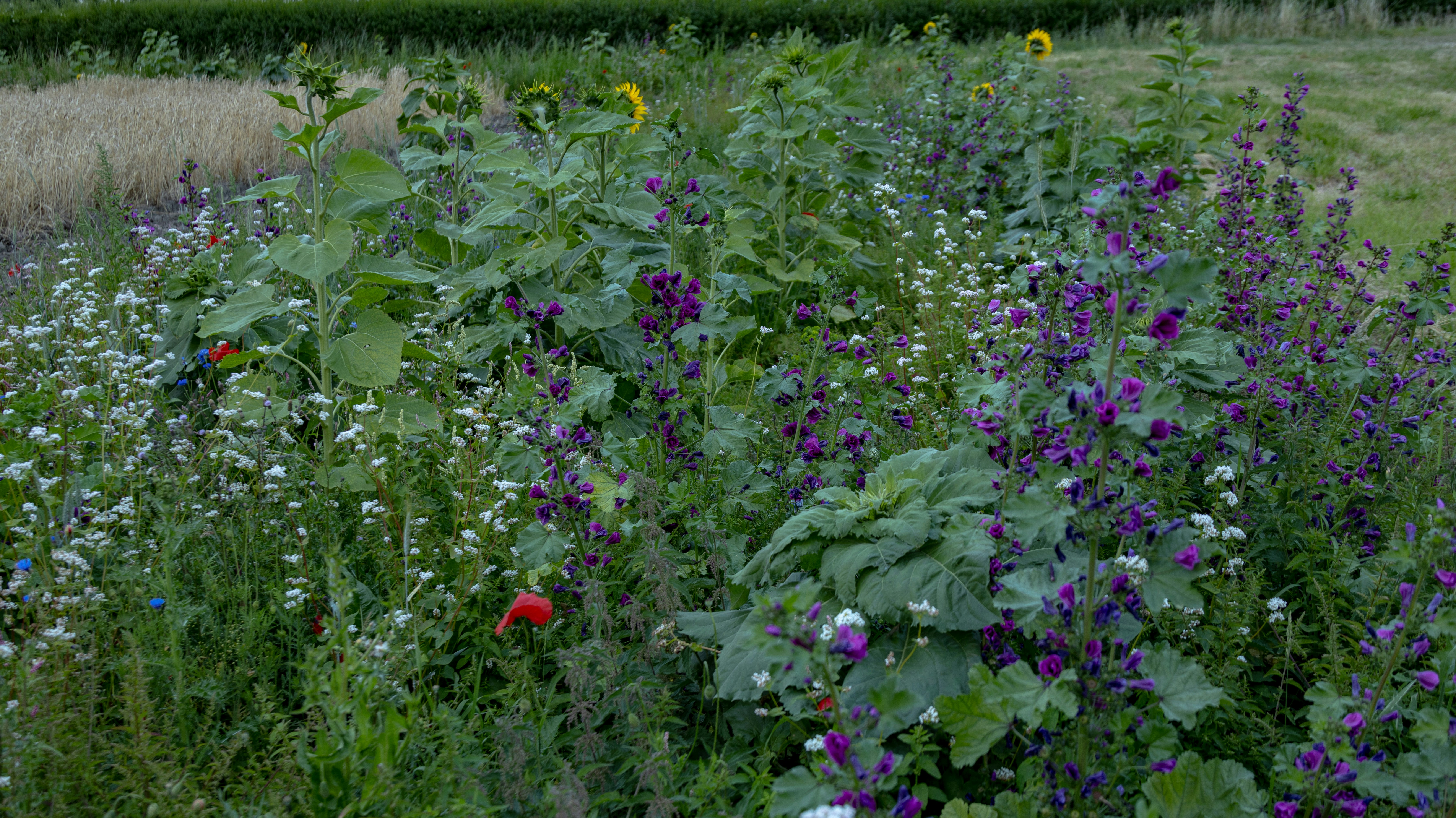 a field full of flowers and plants next to a road