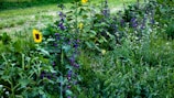 A lush garden scene features a variety of green plants and vibrant flowers, including tall sunflowers with yellow petals and smaller purple flowers clustered around. The grass surrounding the garden is rich green, adding to the overall verdant appearance.