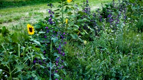 A lush garden scene features a variety of green plants and vibrant flowers, including tall sunflowers with yellow petals and smaller purple flowers clustered around. The grass surrounding the garden is rich green, adding to the overall verdant appearance.