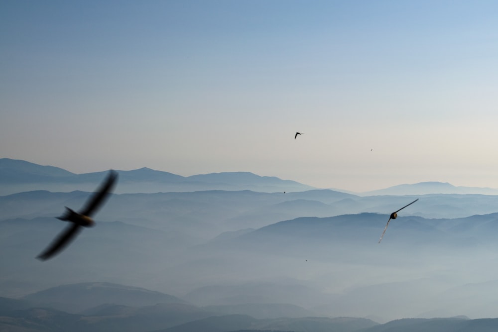 two birds flying in the sky over a mountain range
