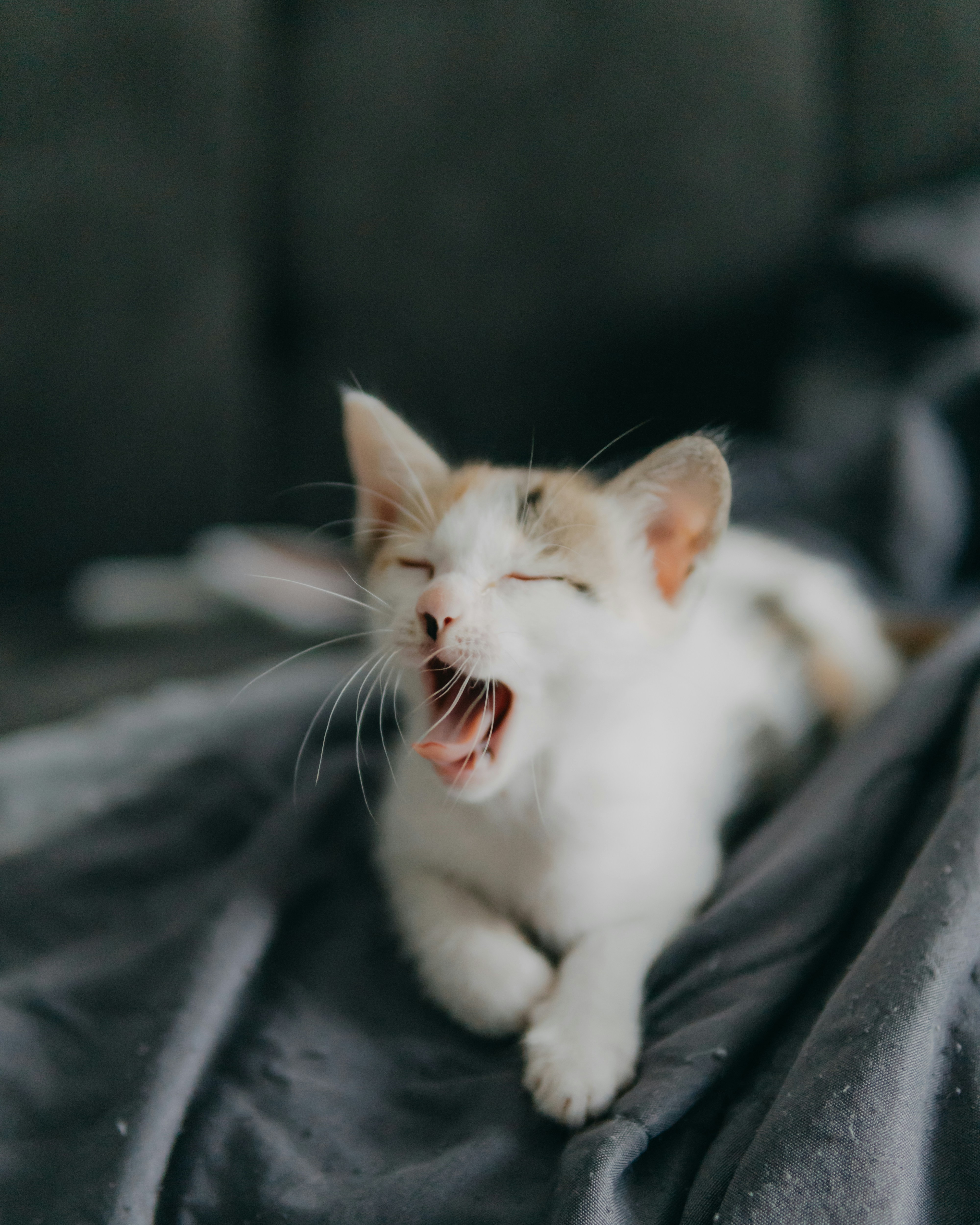 21. Use a Soft Voice for Morning Requests (image credits: unsplash)