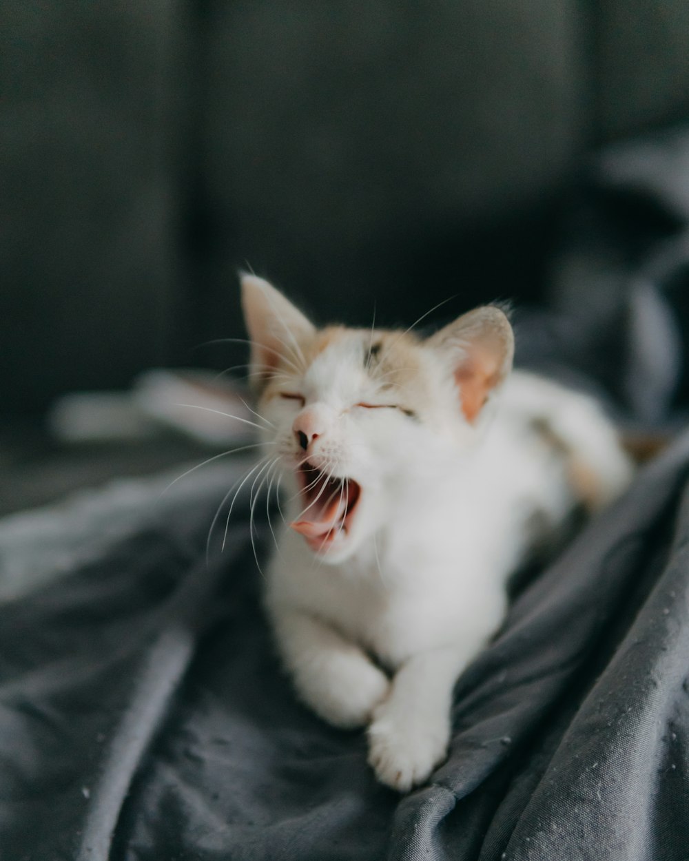 a cat yawns while laying on a blanket