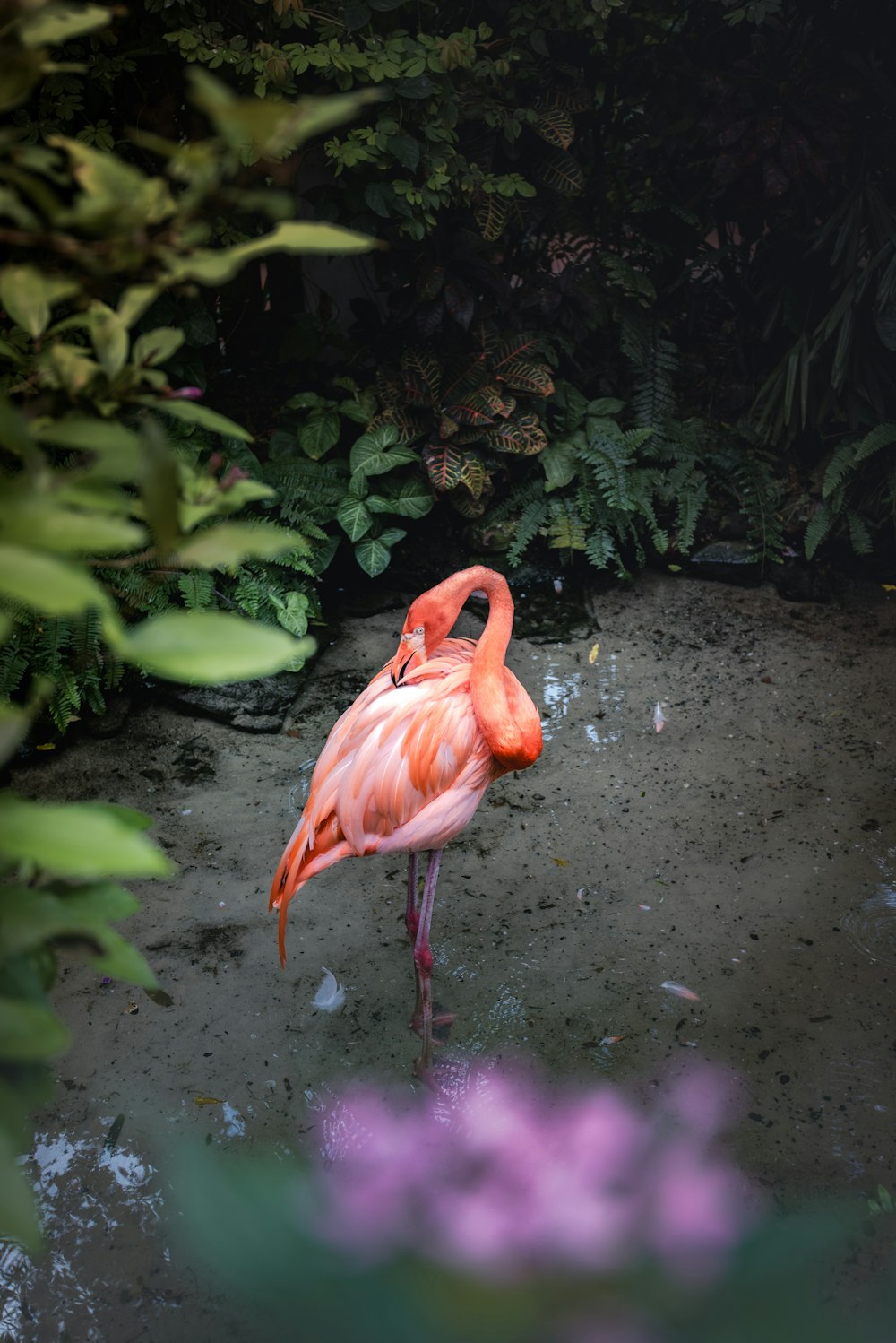 水たまりに立つピンクのフラミンゴ