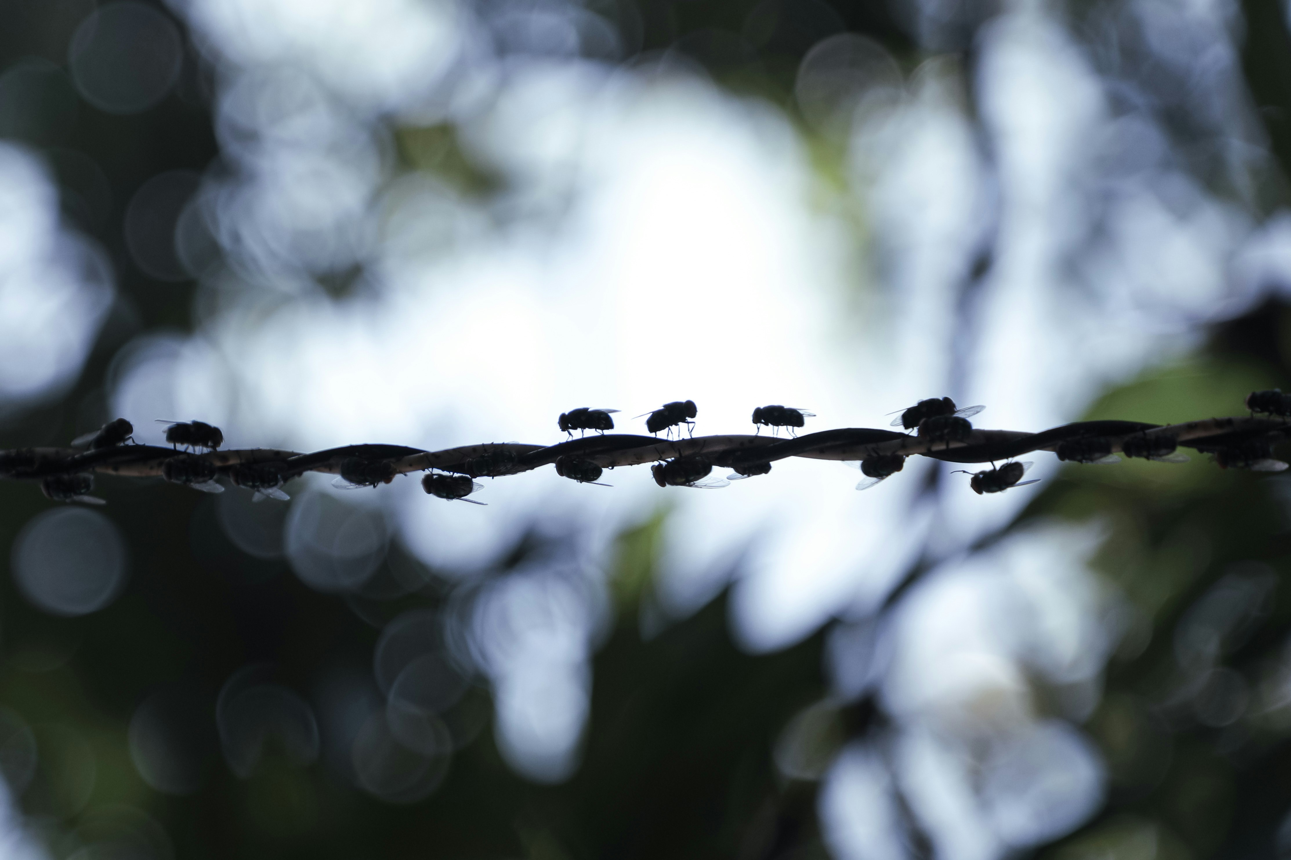 Un primer plano de una línea de hojas en un árbol