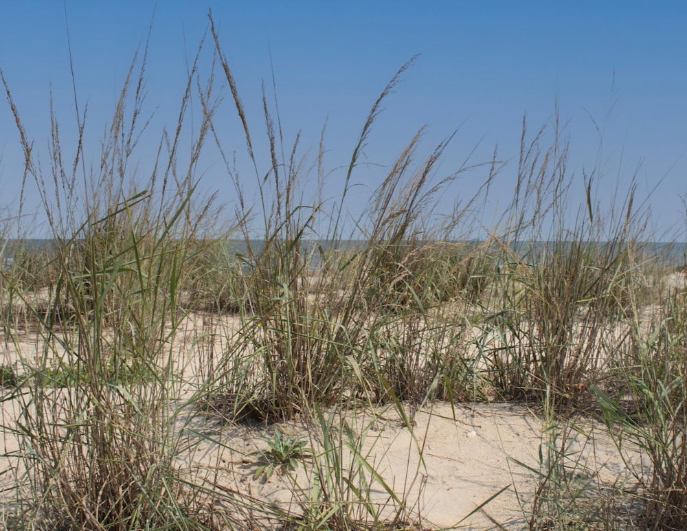 Das Gras wächst im Sand am Strand