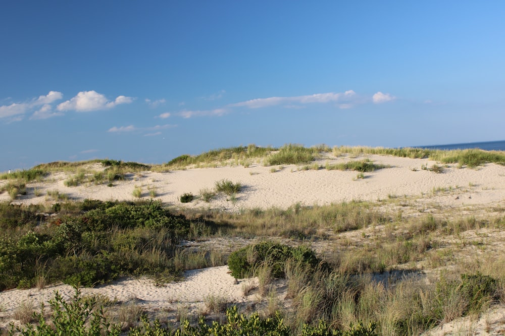 a sandy beach with grass and bushes on it