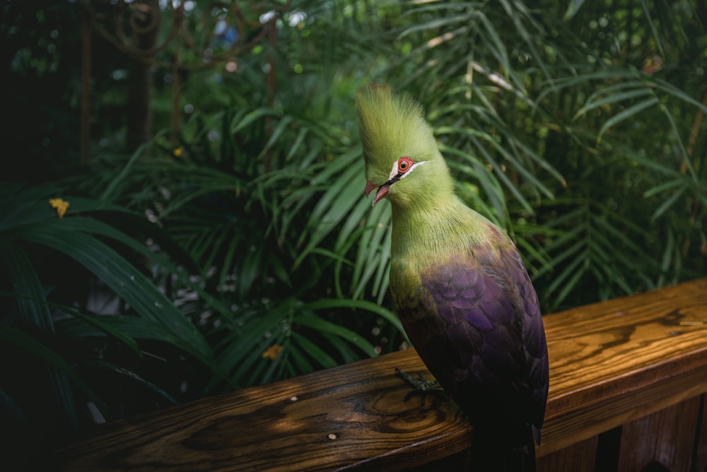 a green and purple bird sitting on top of a wooden rail