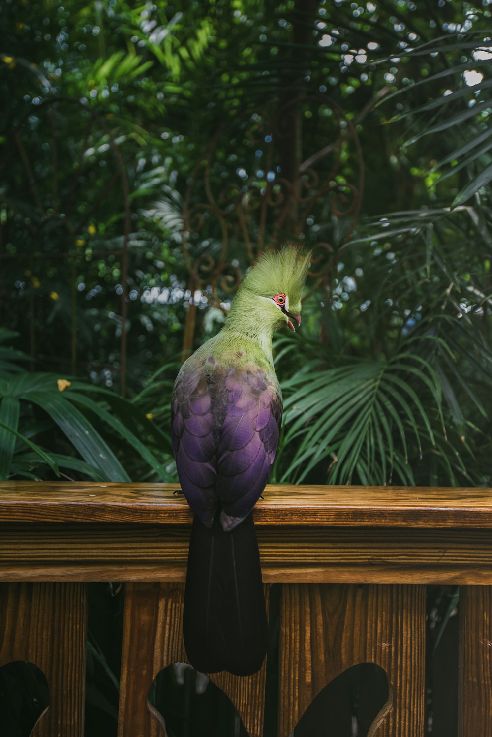 a green and purple bird sitting on top of a wooden fence