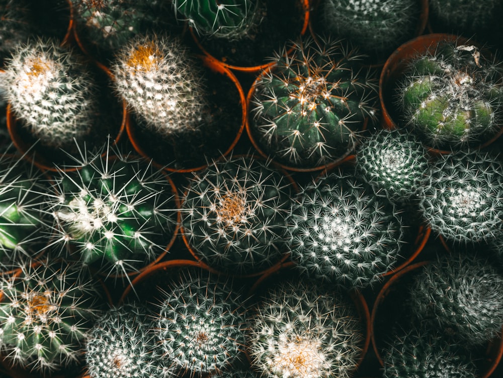 a bunch of cactus plants that are in pots