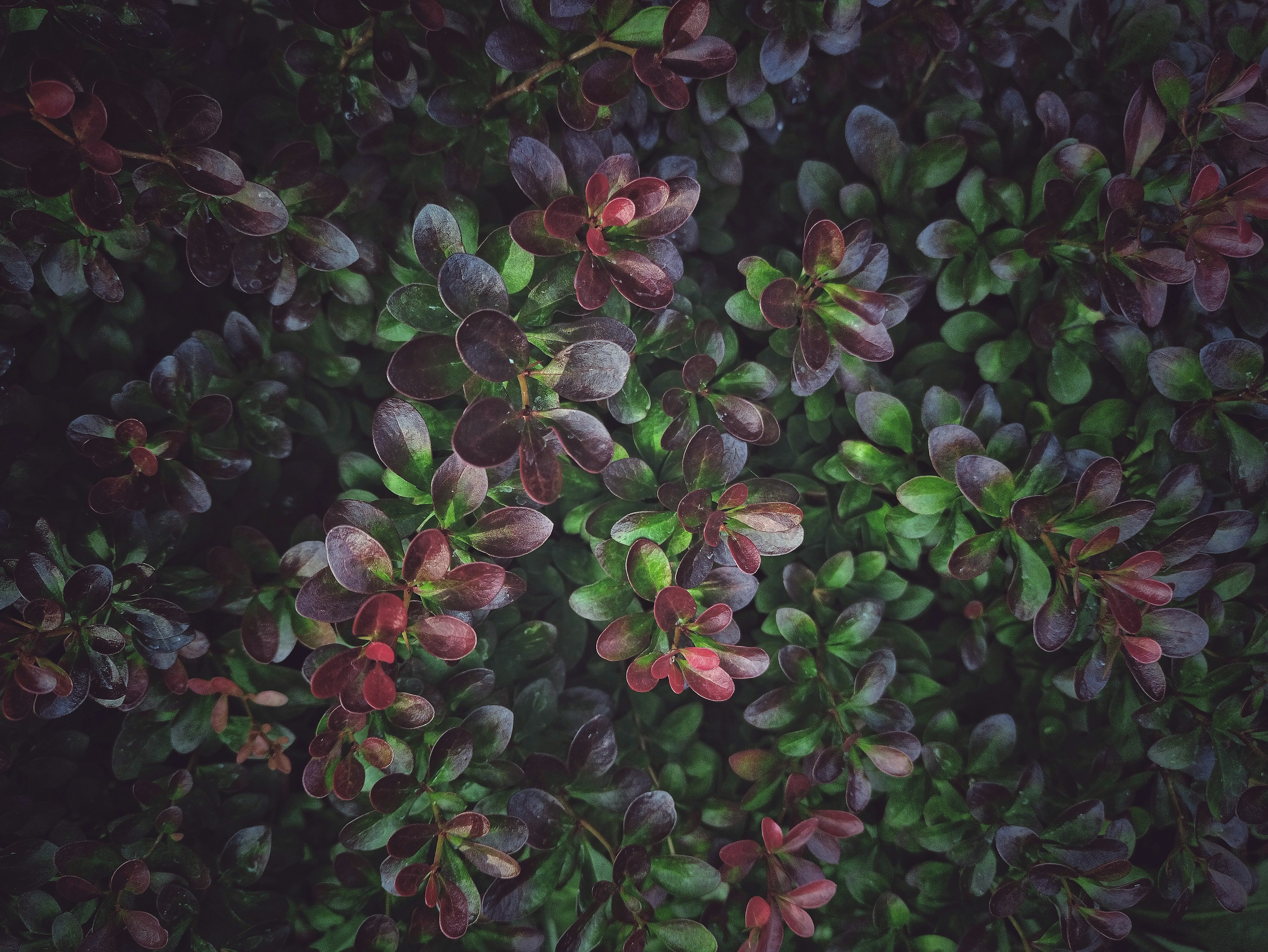 a close up of a bunch of flowers