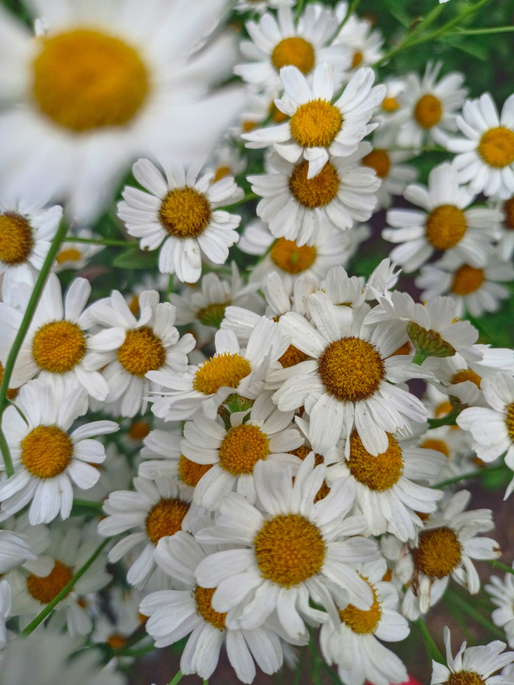 a bunch of white flowers with yellow centers