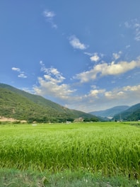 A lush green field of crops stretches across the foreground, flanked by forested hills. The sky is expansive with scattered fluffy white clouds, and the light gives a warm, serene atmosphere. Small structures and trees dot the landscape, suggesting a rural setting.