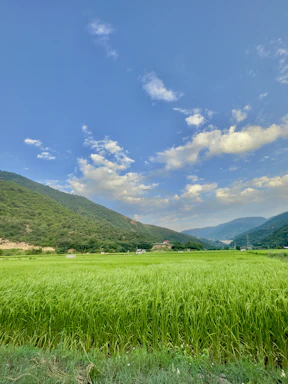 A peaceful Iraqi farm landscape with crops and a farmer talking to an investor.