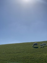 A picturesque view of sheep under a clear blue sky.