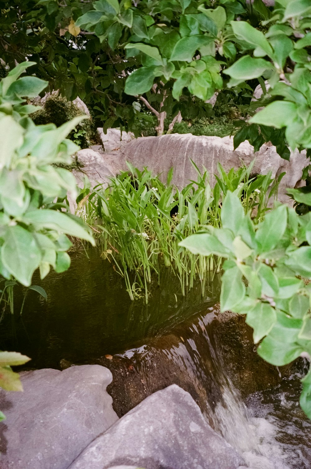 a small stream running through a lush green forest