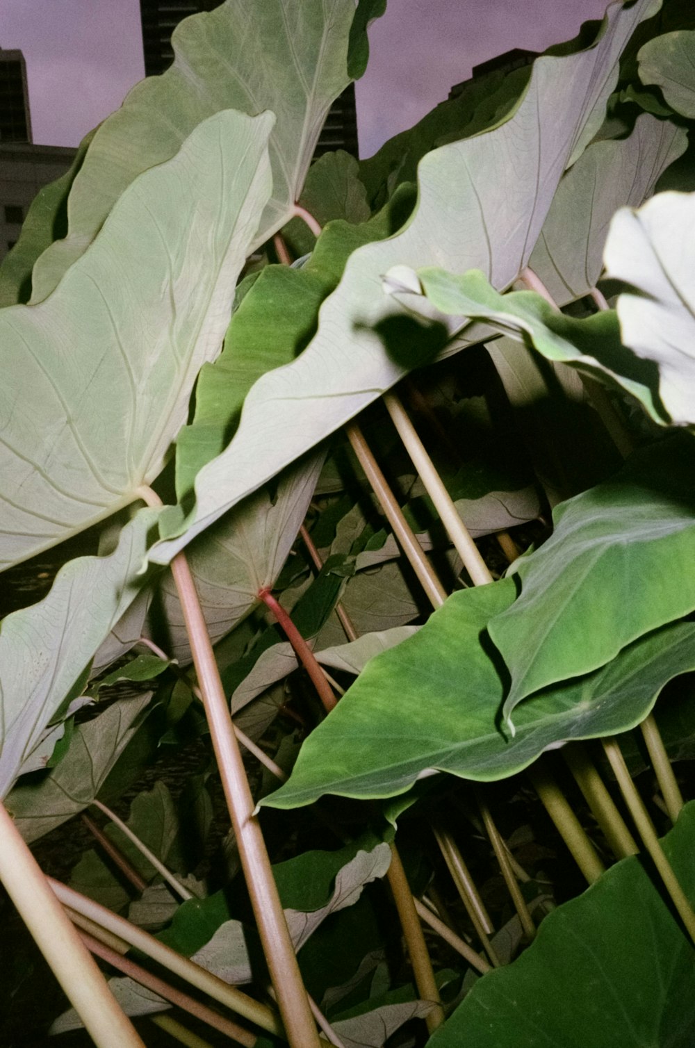 a close up of a plant with large leaves