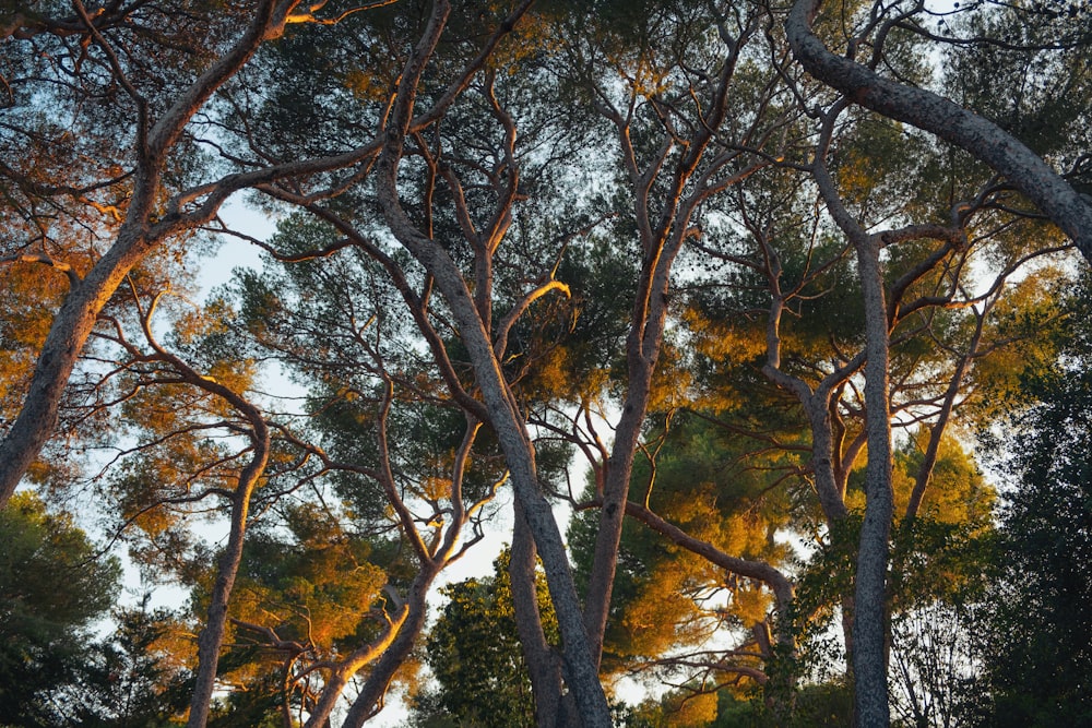 a group of trees that are next to each other