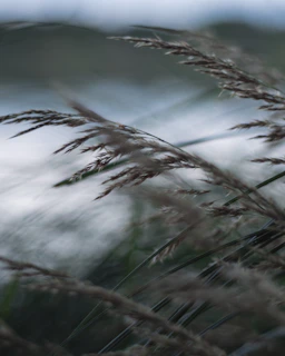 Video still of a gentle breeze moving through the red sandalwood leaves.