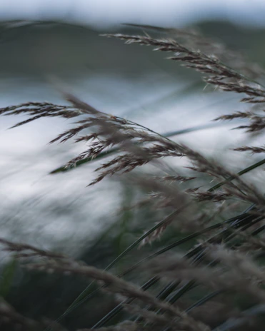Video still of a gentle breeze moving through the red sandalwood leaves.