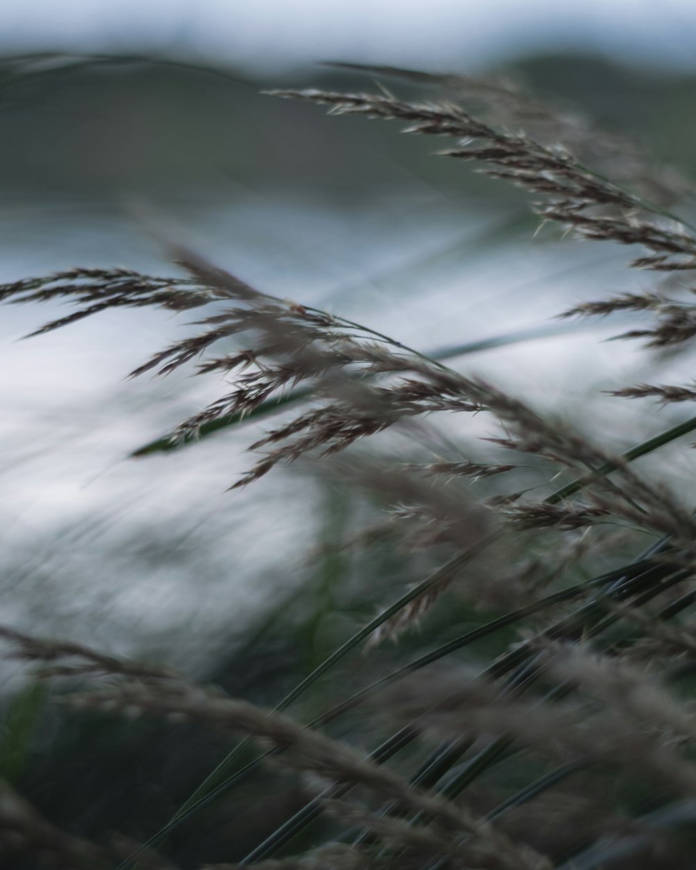 a blurry photo of a bunch of tall grass