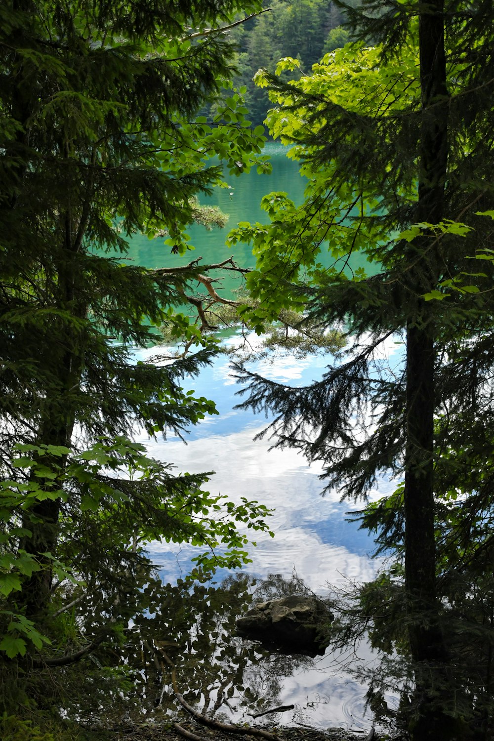 um corpo de água cercado por árvores em uma floresta