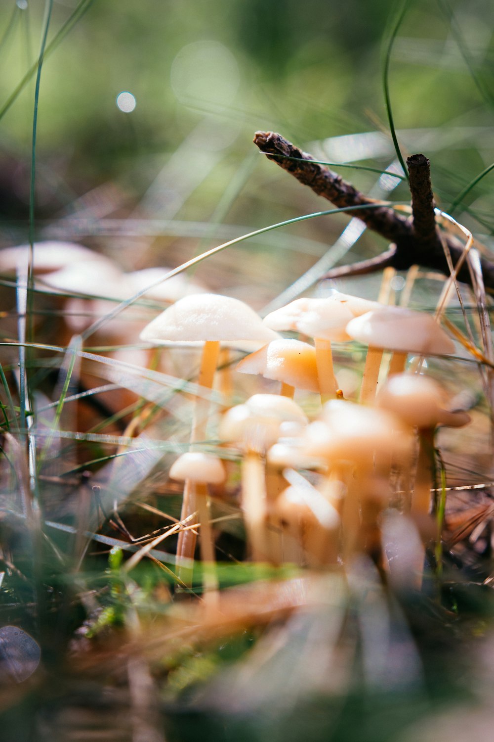 a group of mushrooms growing on the ground