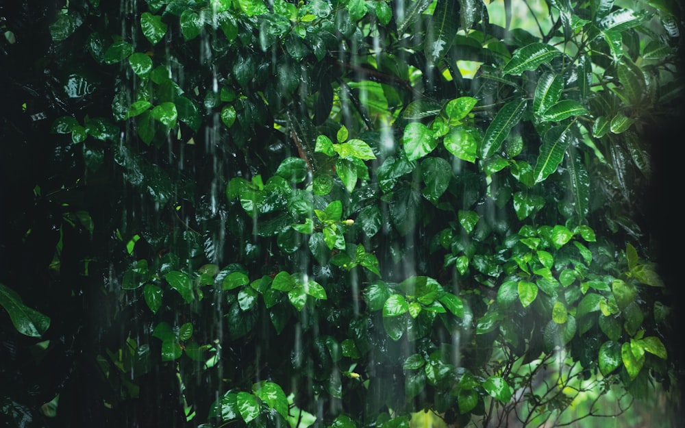 a green tree with lots of leaves in the rain