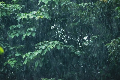 Rain is falling heavily on dense green foliage, with visible raindrops creating a wet, moist atmosphere.