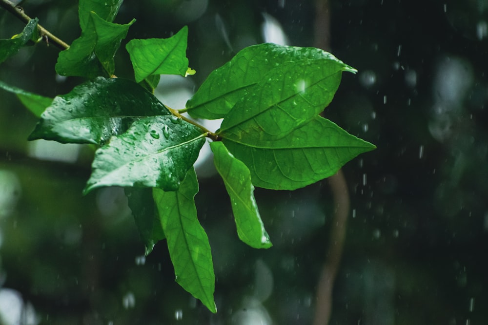 una hoja verde en la rama de un árbol bajo la lluvia