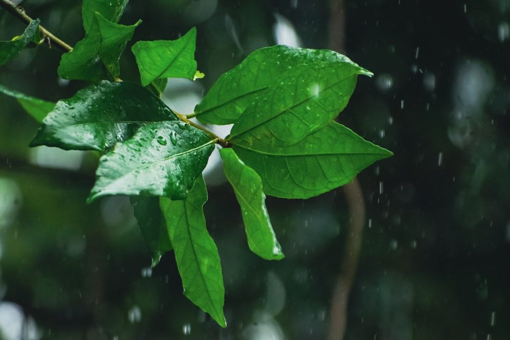 una foglia verde su un ramo di un albero sotto la pioggia