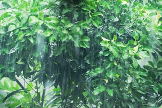 A vibrant shower of rain nourishing lush green plants symbolizing growth and abundance.